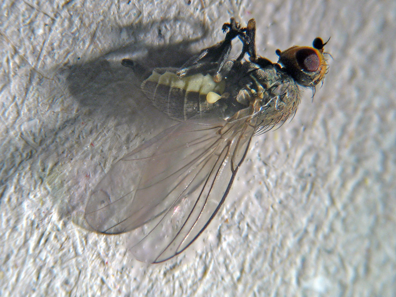 Napomyza (Phytomyza) gymnostoma ( Agromyzidae)